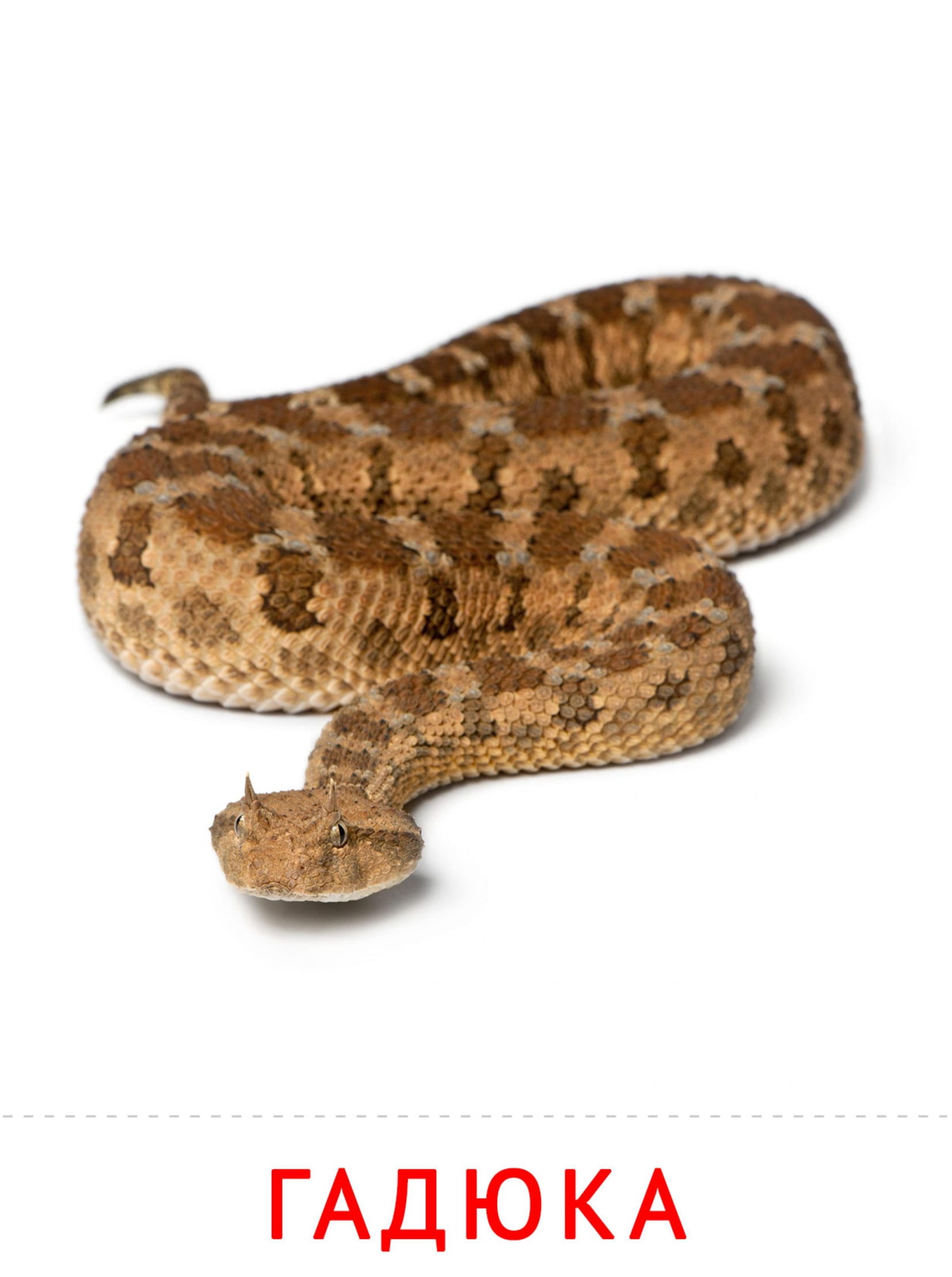 Карточки животные