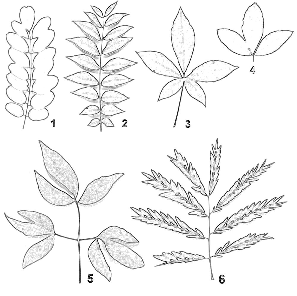 Шаблоны и трафареты листьев для поделок на осеннюю тему