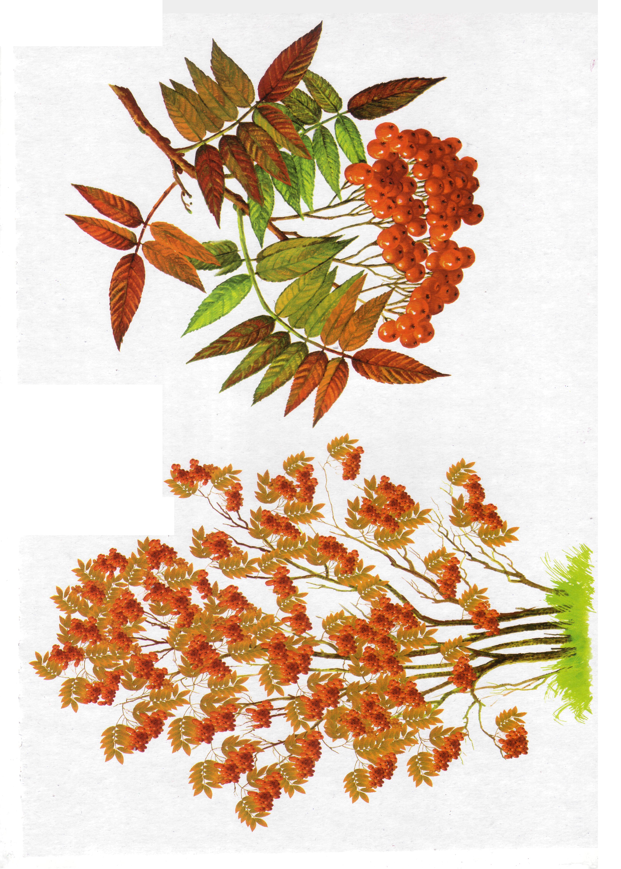 Карточки с деревьями кустарниками листьями и грибами