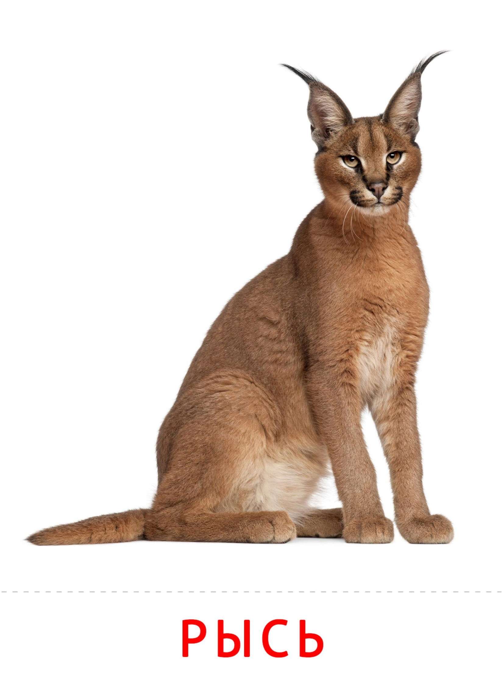 Карточки животные