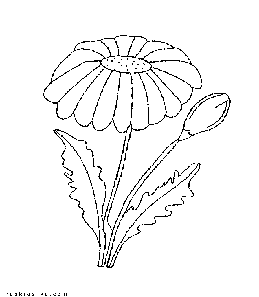 Ромашка рисунок для детей раскраска