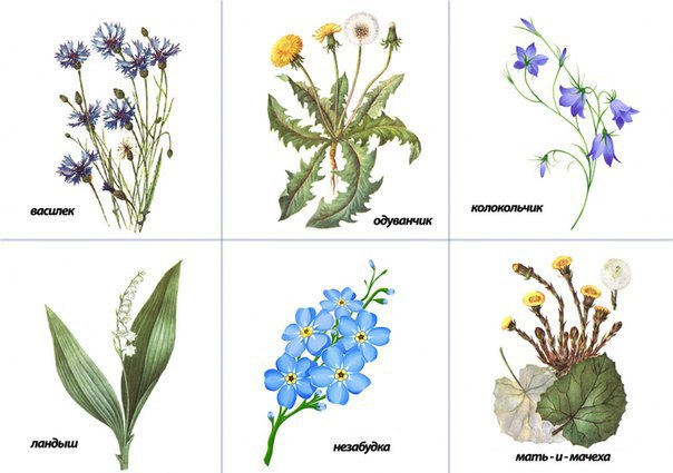 Изучаем цветы. Карточки с цветами. Дошкольная подготовка изучаем окружающий мир