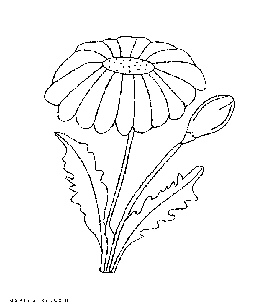 Красивые цветы ромашки для скачивания и печати