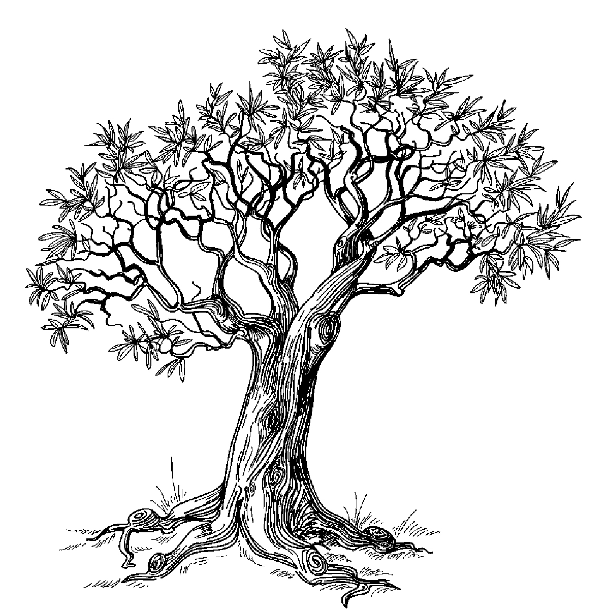 Контуры шаблоны деревьев для вырезания скачать бесплатно онлайн и распечатать