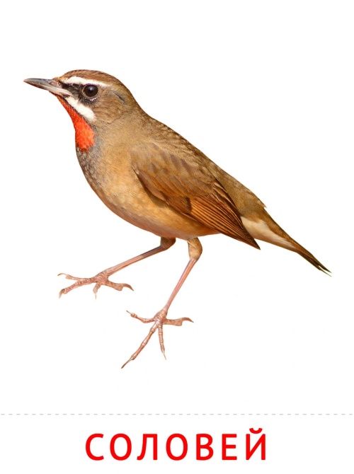 Карточки птицы