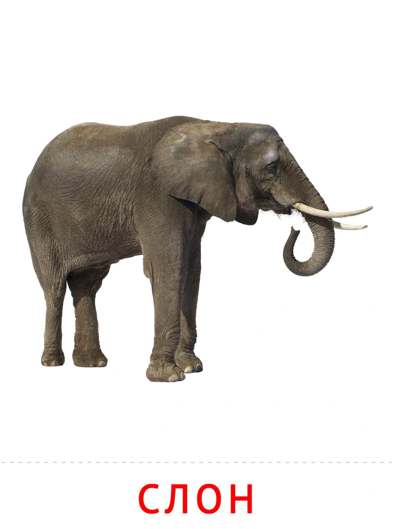 Карточки животные