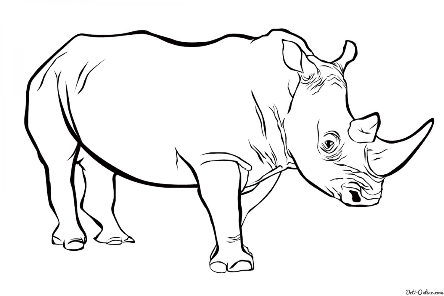 Животные Африки. Носорог