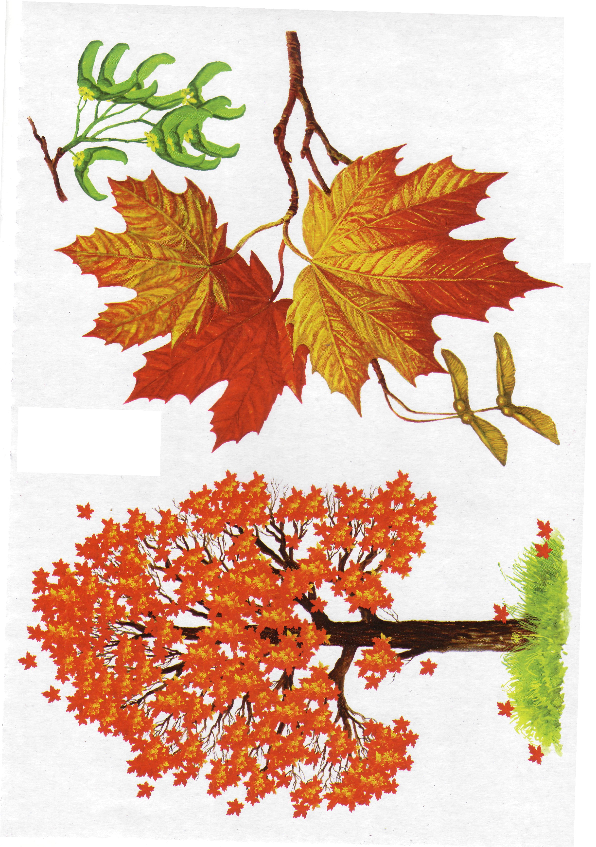 Карточки с деревьями кустарниками листьями и грибами