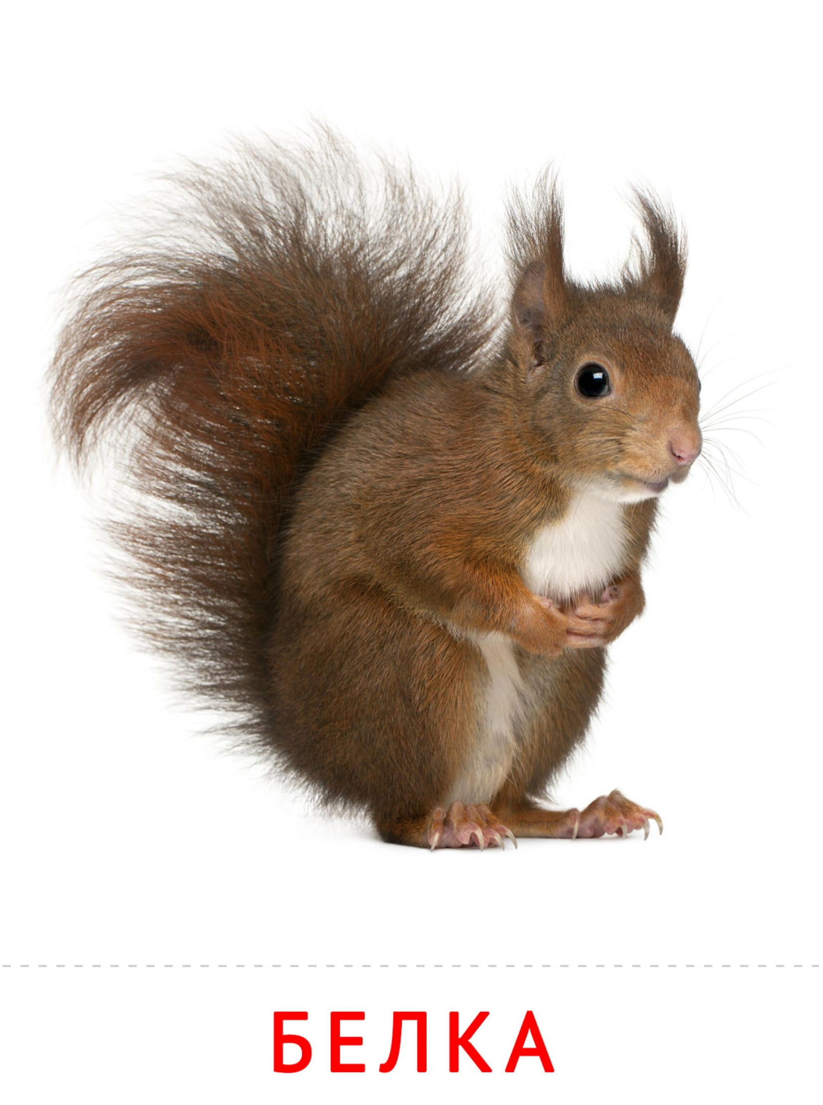 Карточки животные