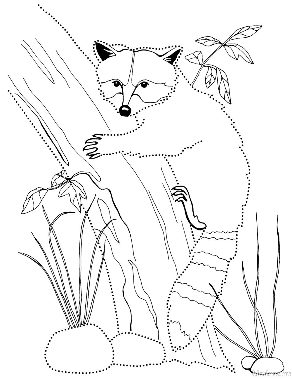 Животное енот