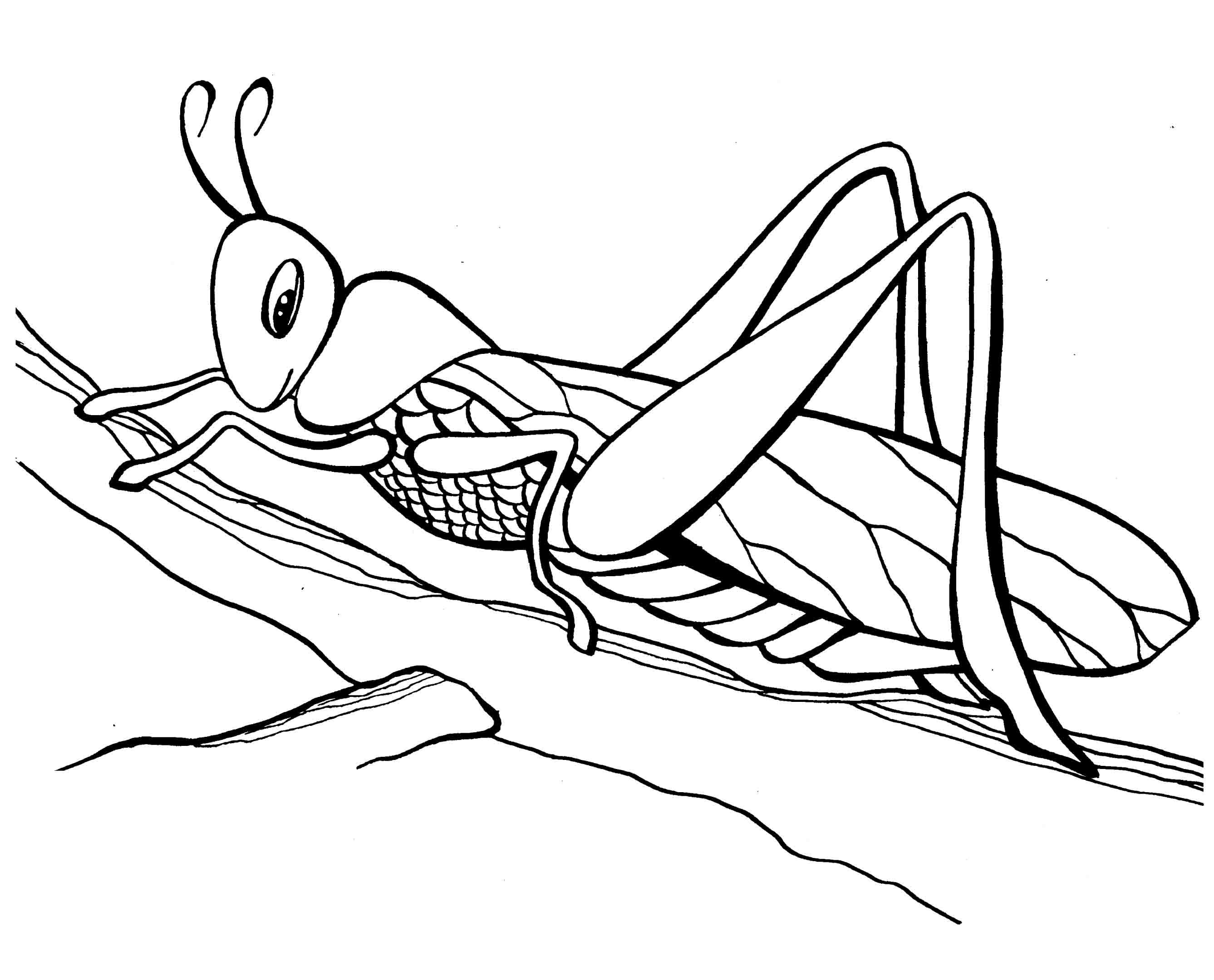 Раскраски с насекомыми. Изучаем с ребенком окружающий мир