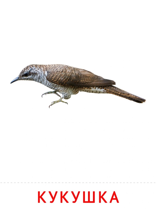 Карточки птицы