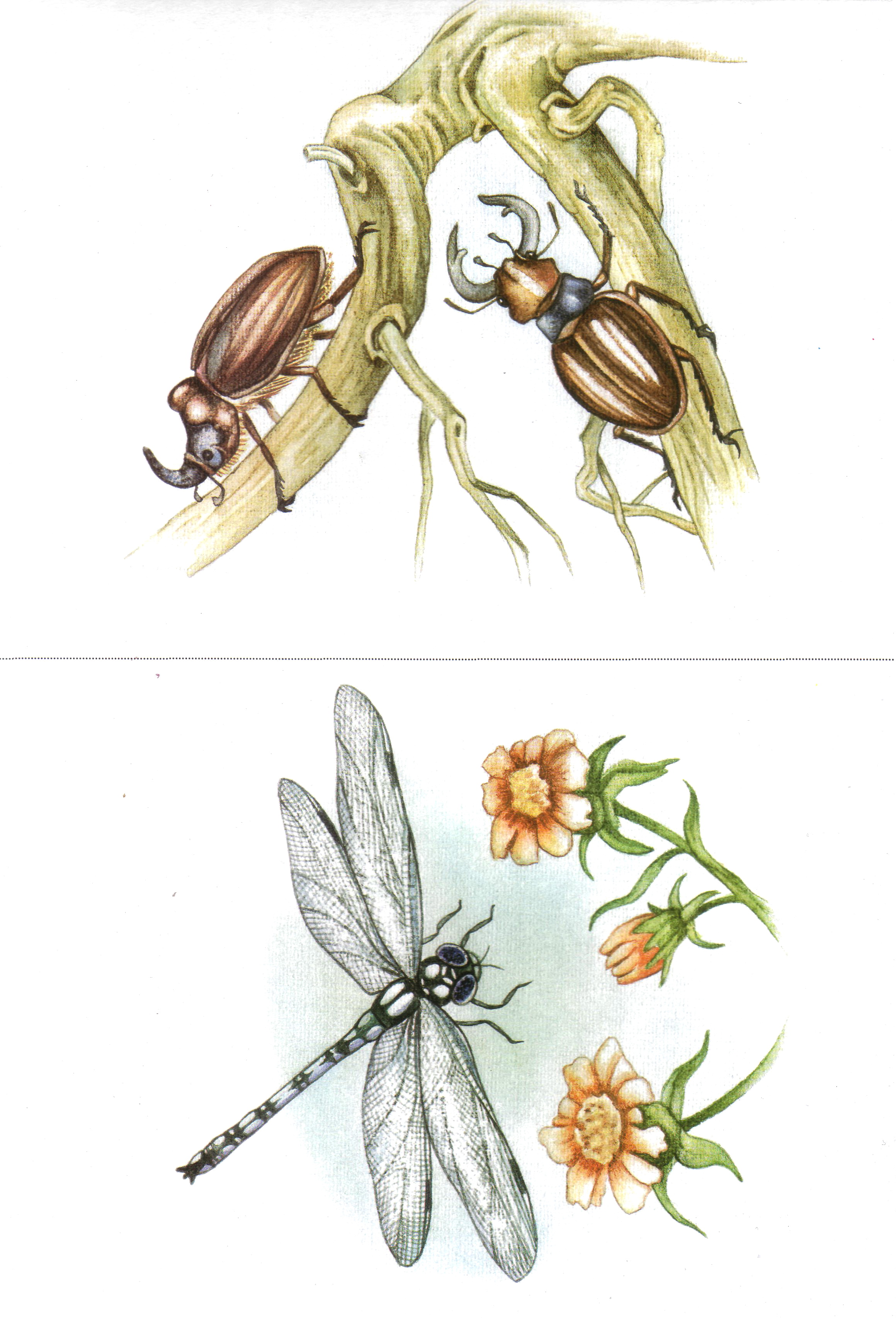 Карточки с насекомыми 