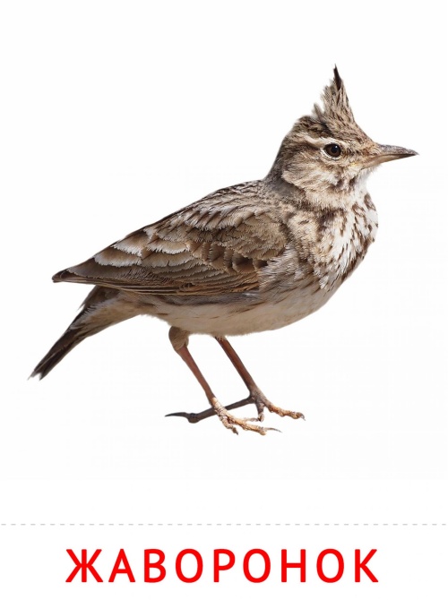 Карточки птицы