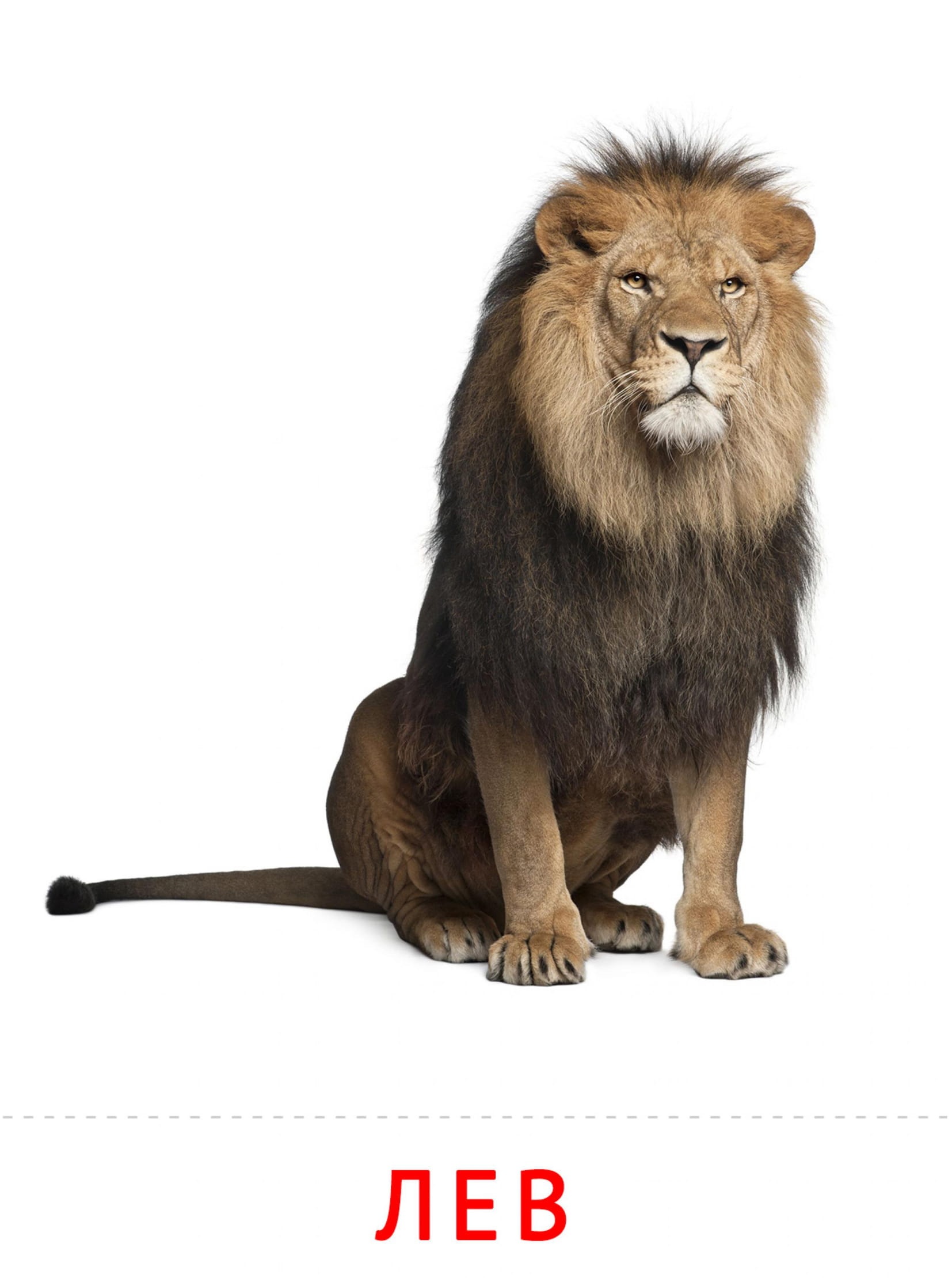 Карточки животные