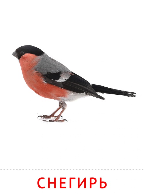 Карточки птицы