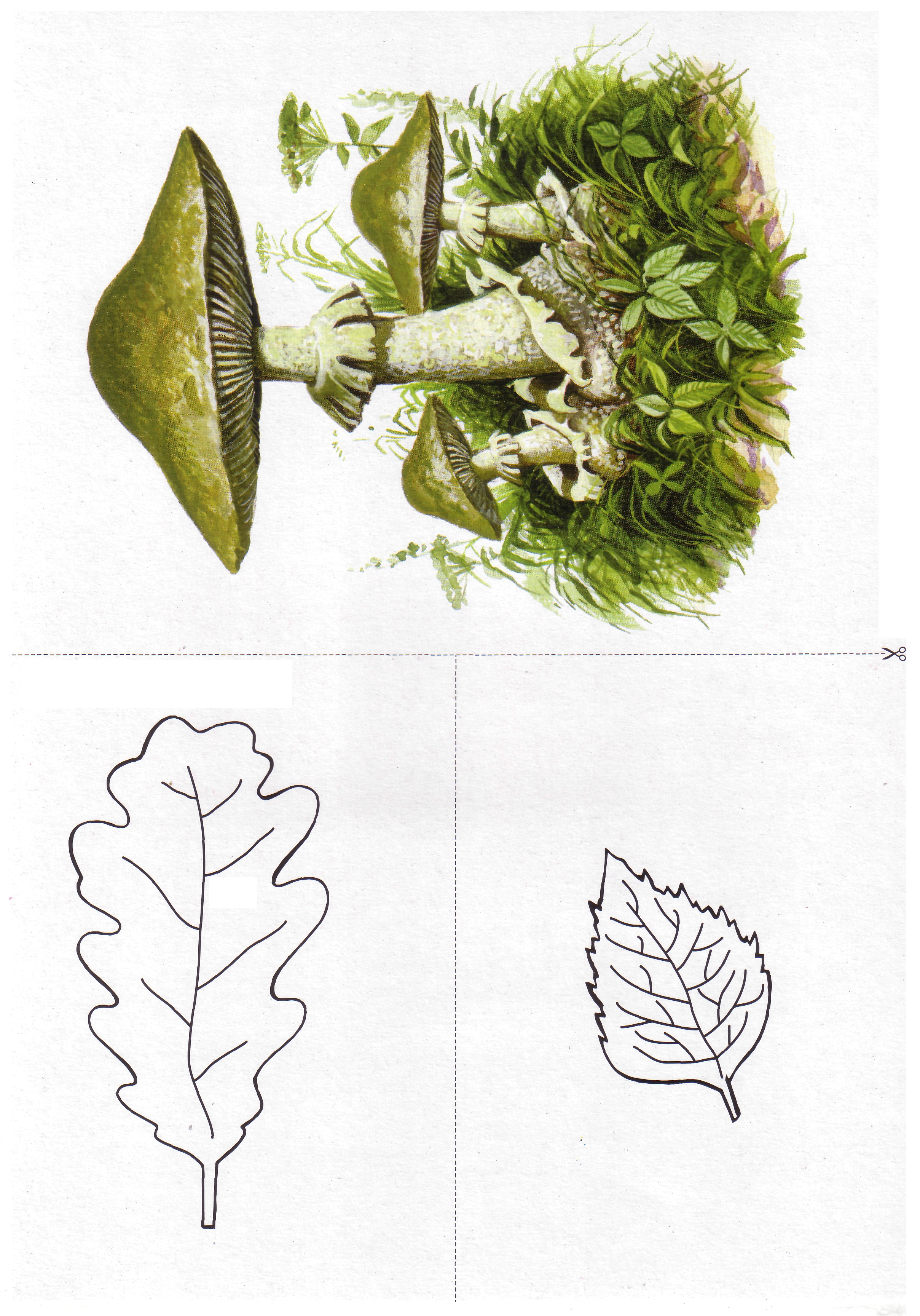 Карточки с деревьями кустарниками листьями и грибами