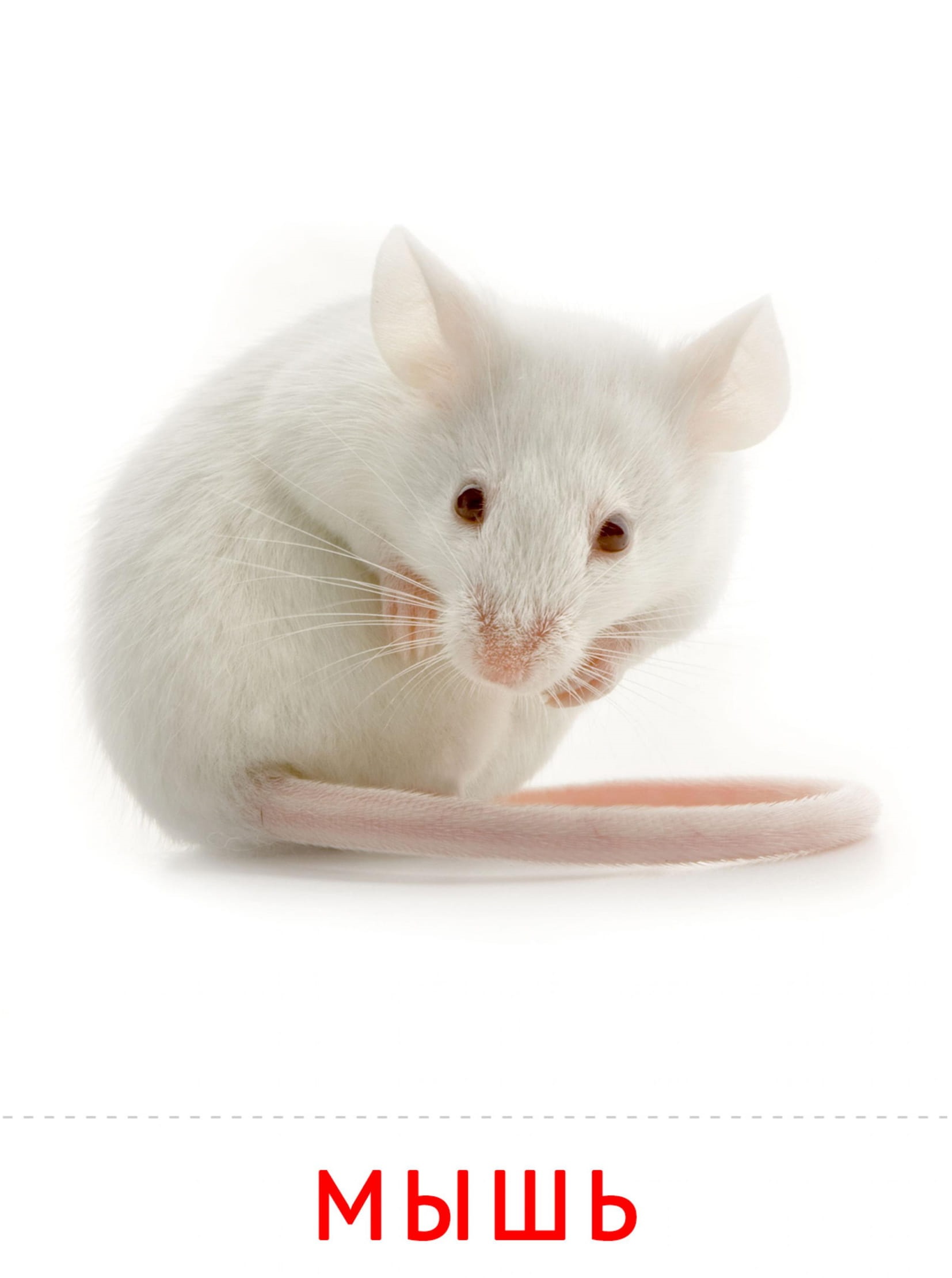 Карточки животные