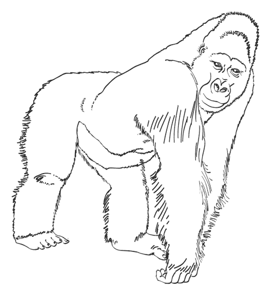 Горилла. Большие обезьяны