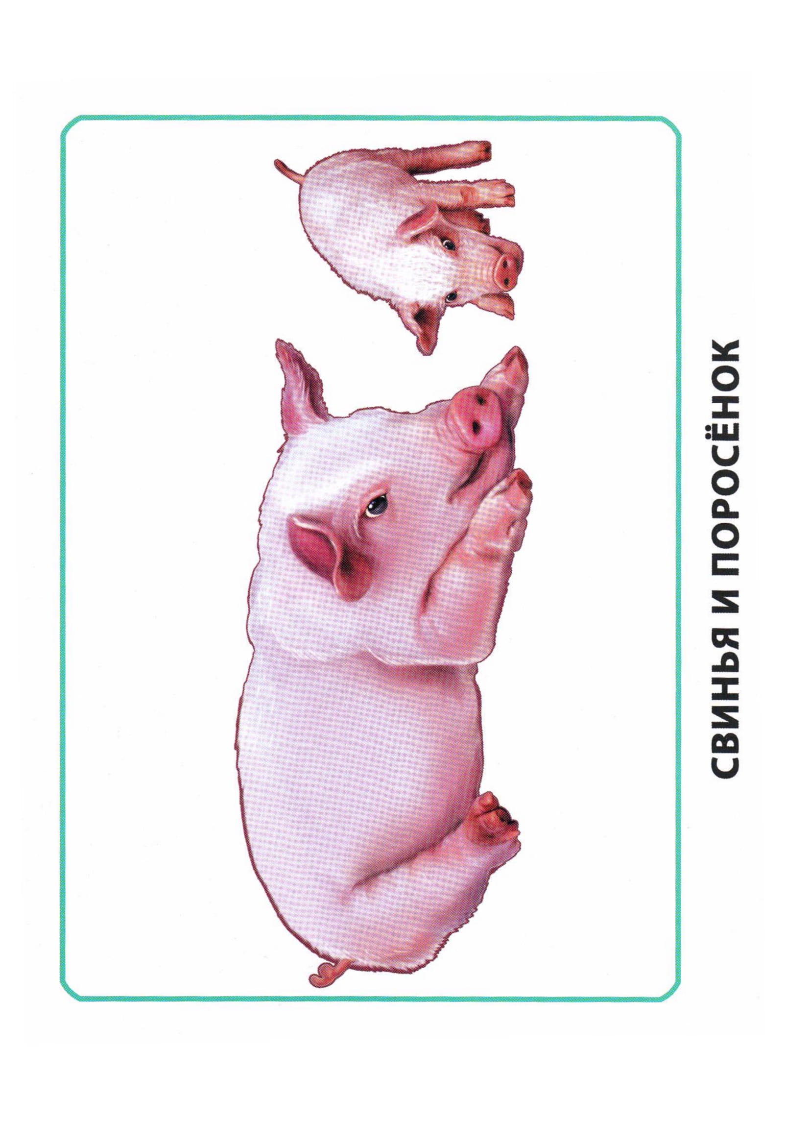 Карточки по окружающему миру. Мамы и дети. Раннее развитие детей.