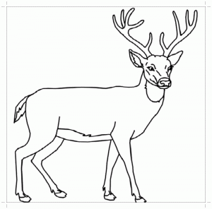 Животные леса, олень