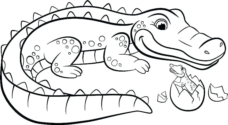 Крокодилы и аллигаторы. Опасные хищные животные