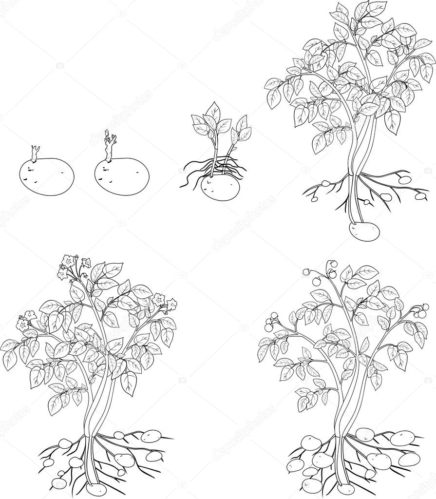 Раскраски на тему рост растения