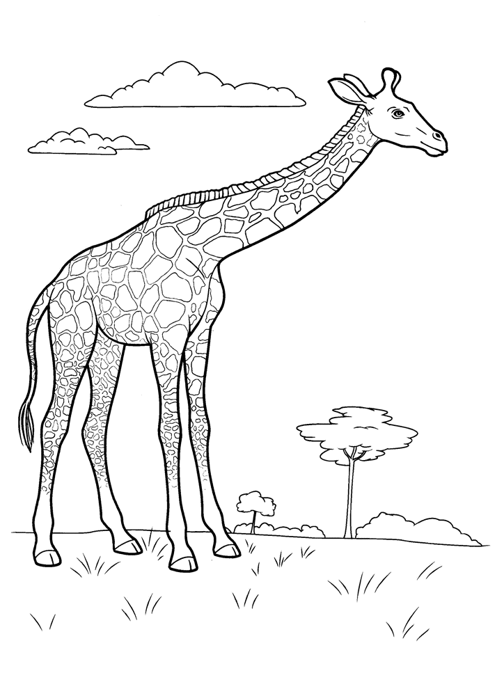 Животные Африки. Жираф