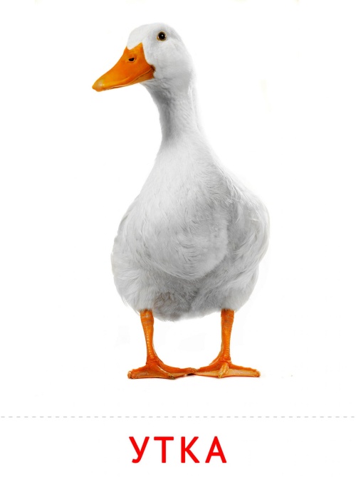 Карточки птицы