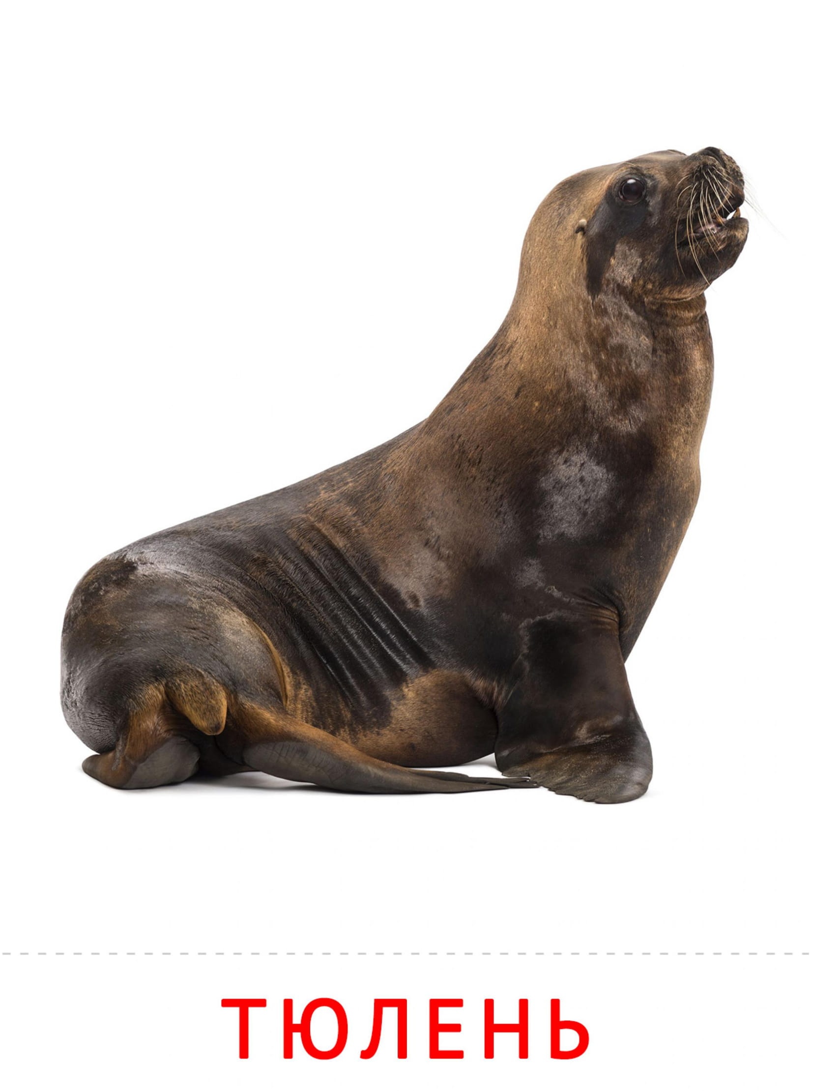 Карточки животные