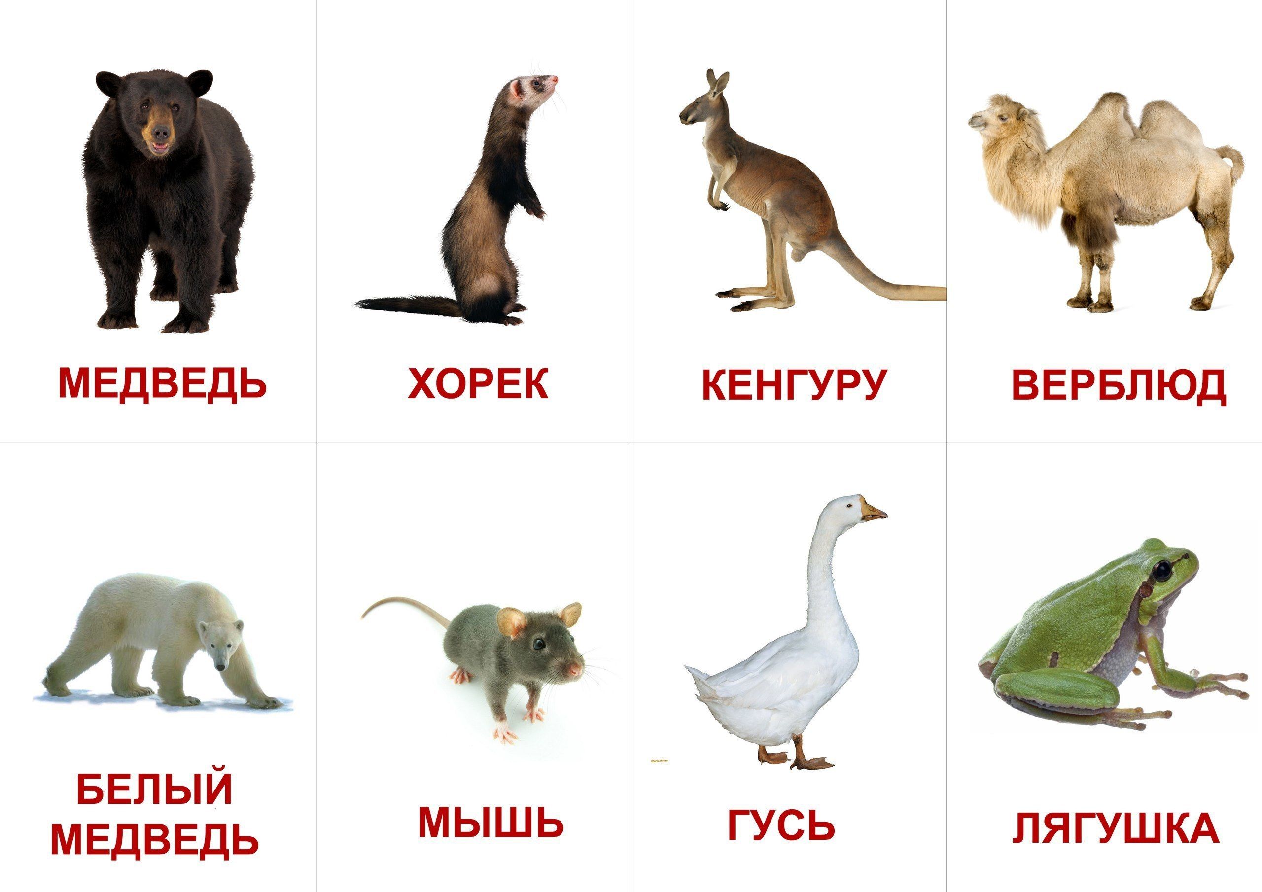 Карточки с животными и насекомыми