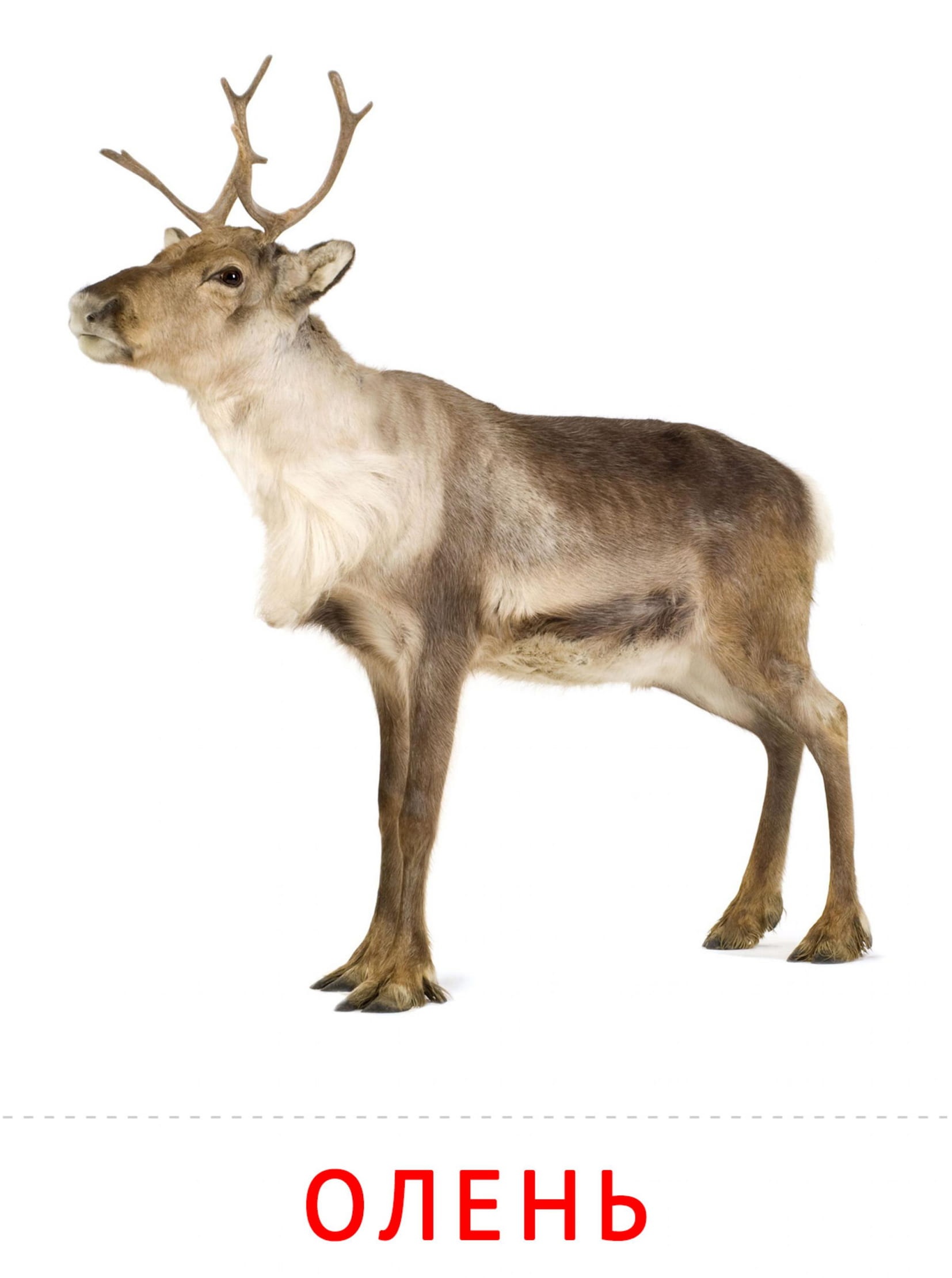 Карточки животные