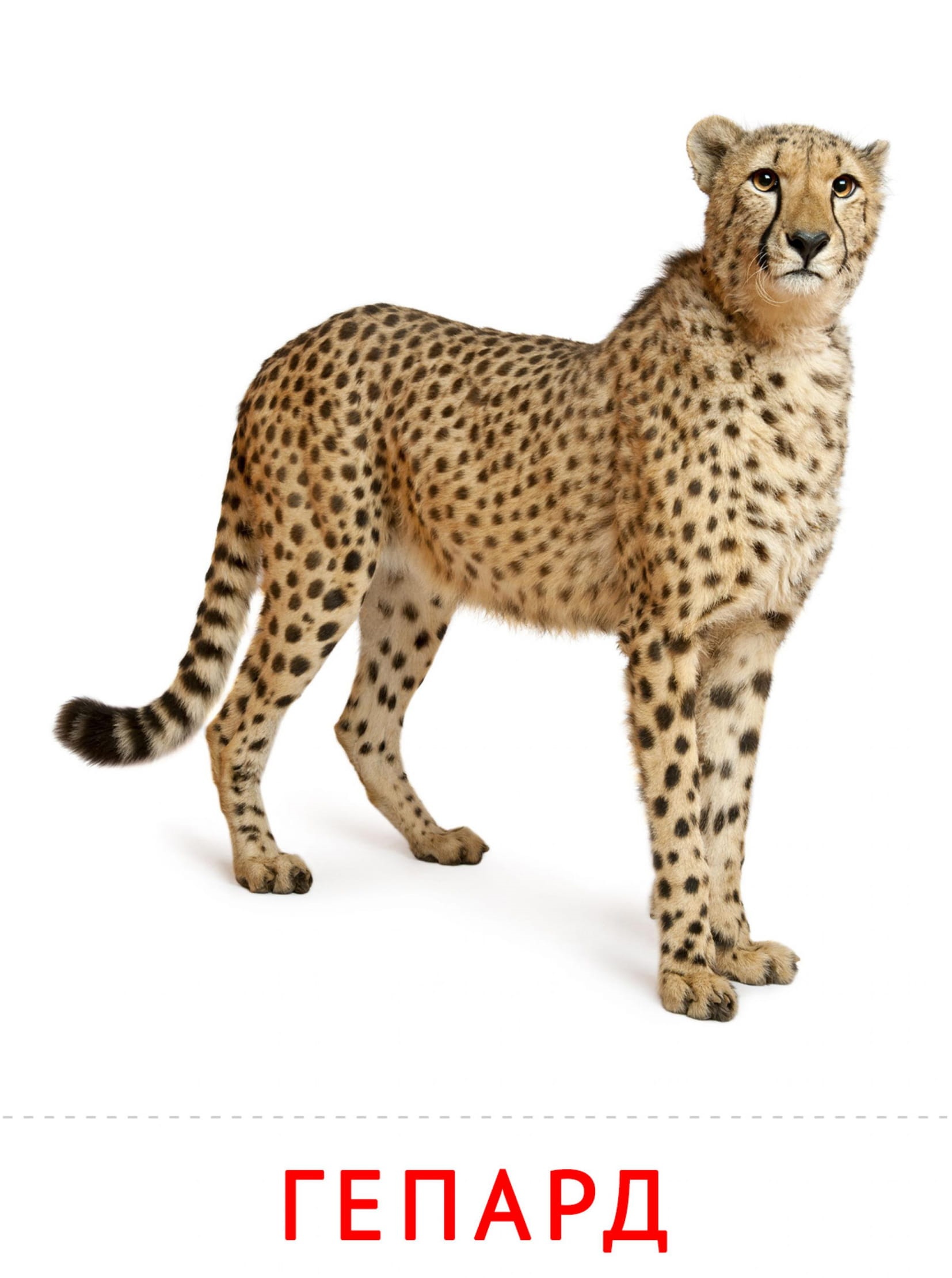 Карточки животные