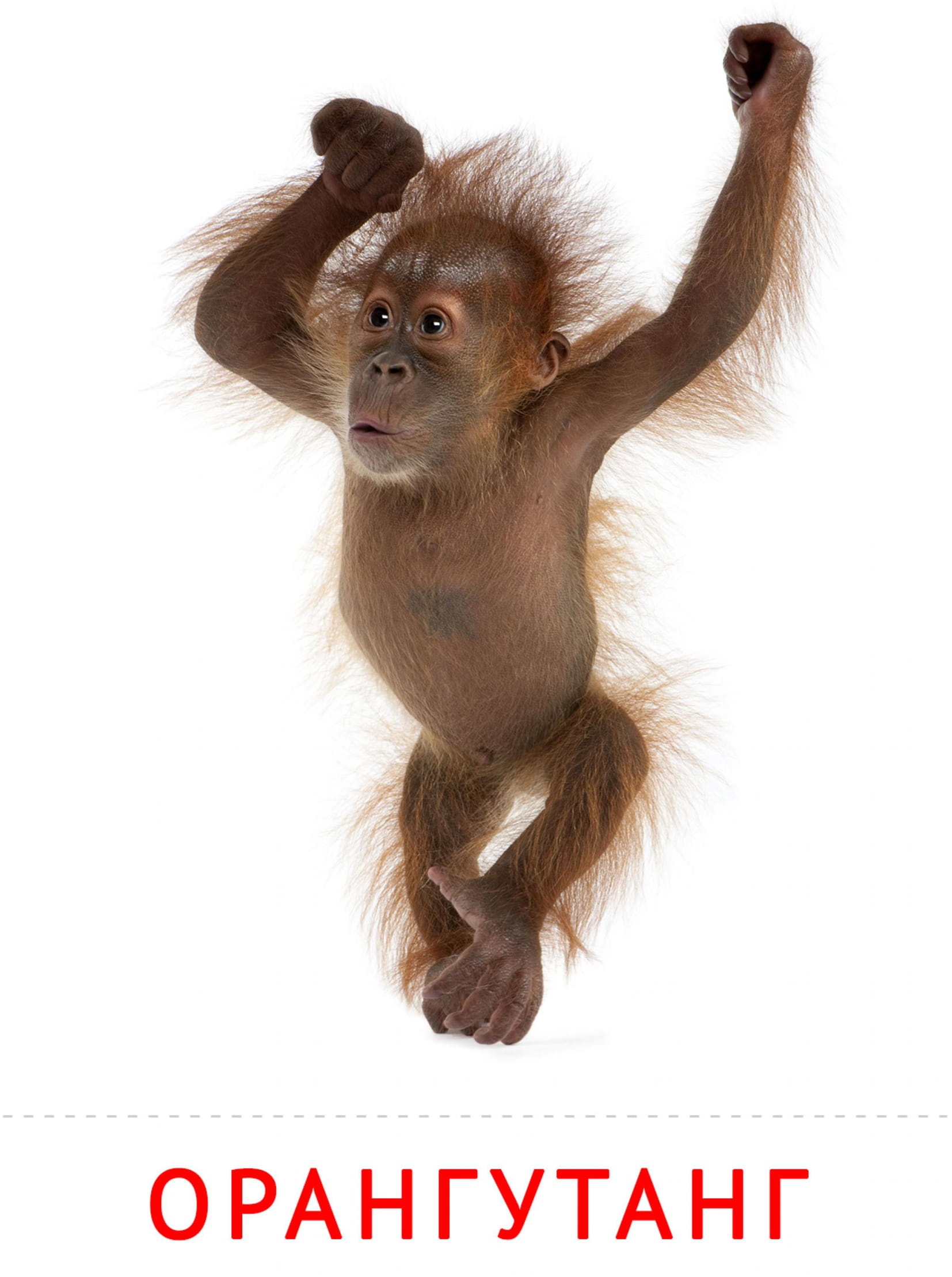 Карточки животные