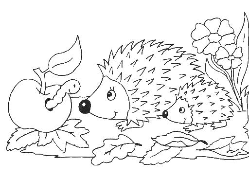 Семейство ежей нашло яблоко