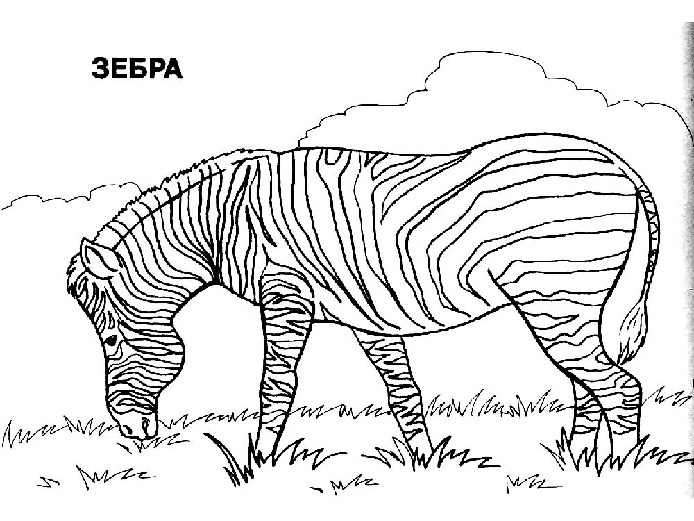 Полосатая зебра