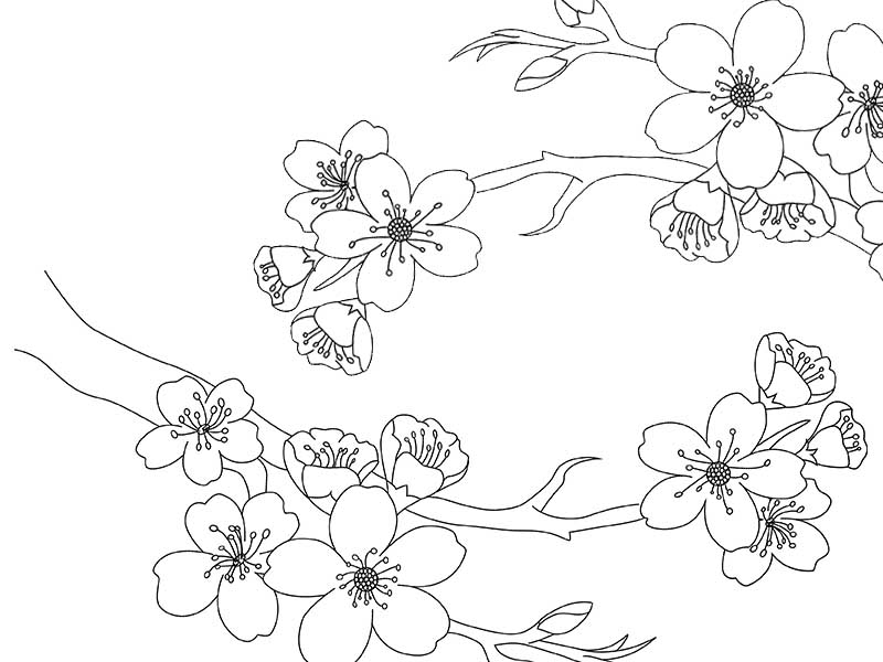 Раскраски с изображением цветущего дерева.