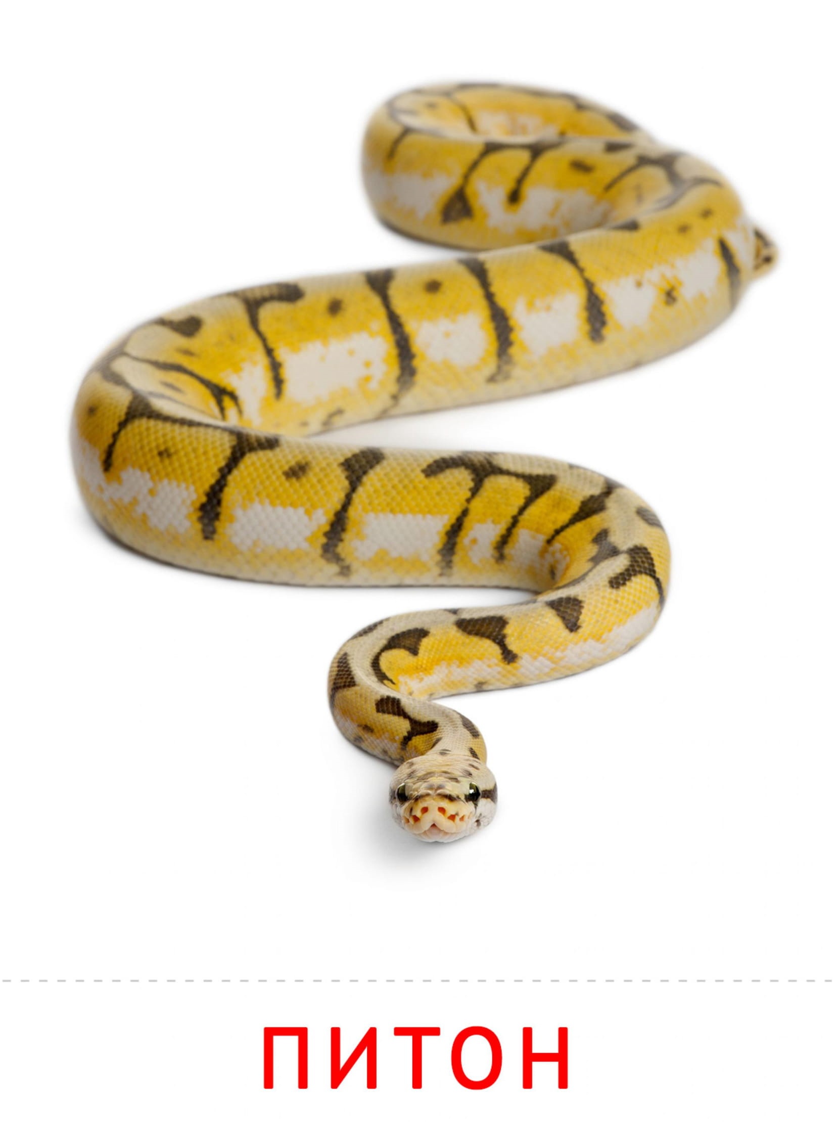 Карточки животные