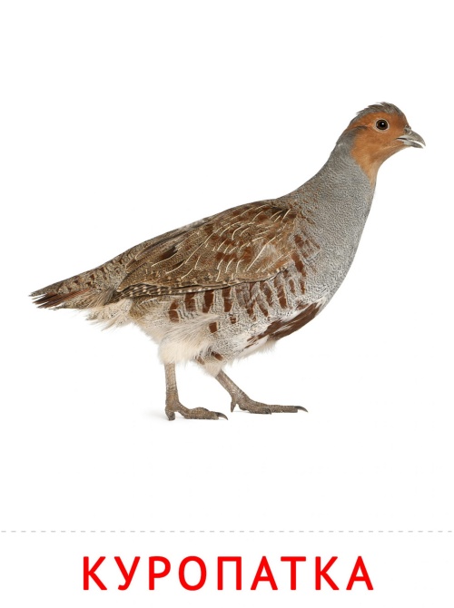 Карточки птицы