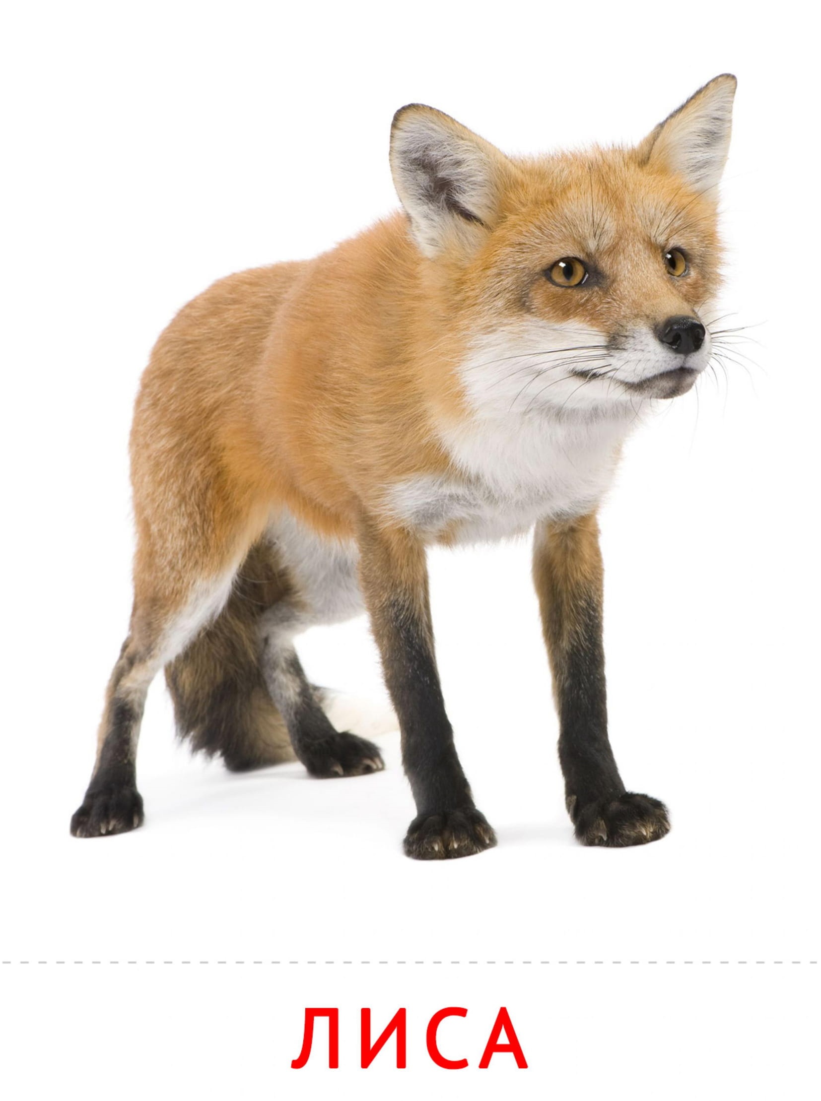 Карточки животные