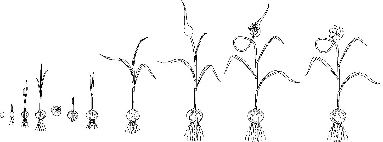 Раскраски про цикл жизни растения. Проращивание из семечки растения. Как раст...