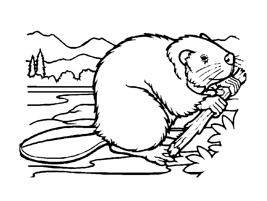 Животное бобер. Бобры могут строить платины и грызть деревья