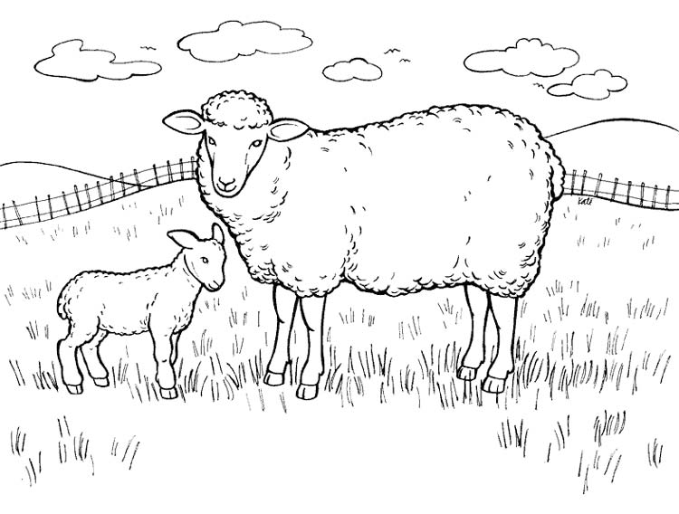 Баран. Раскраски с барашками