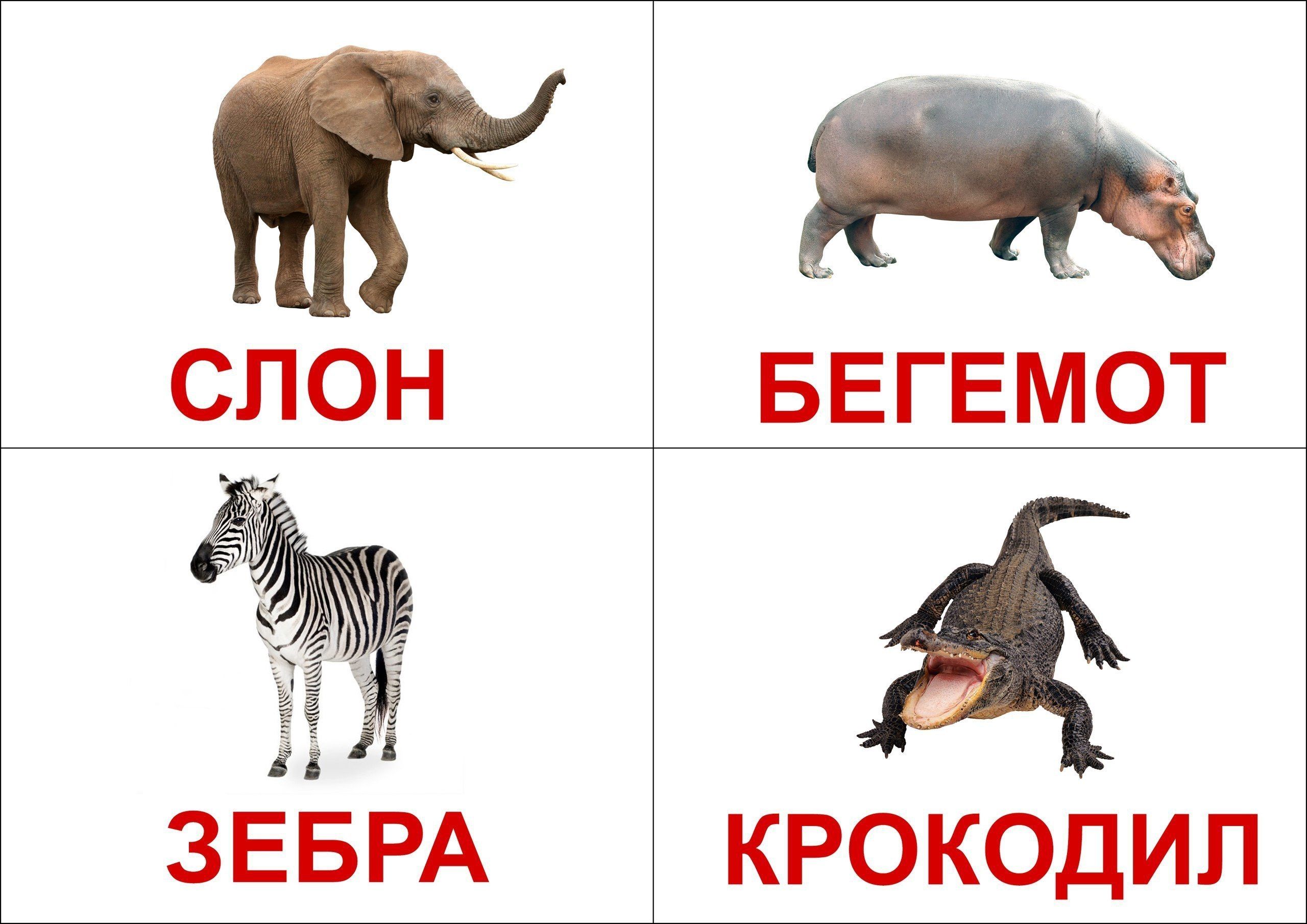 Карточки с животными и насекомыми