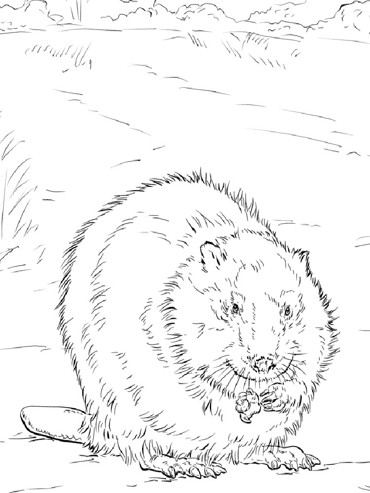 Животное бобер. Бобры могут строить платины и грызть деревья