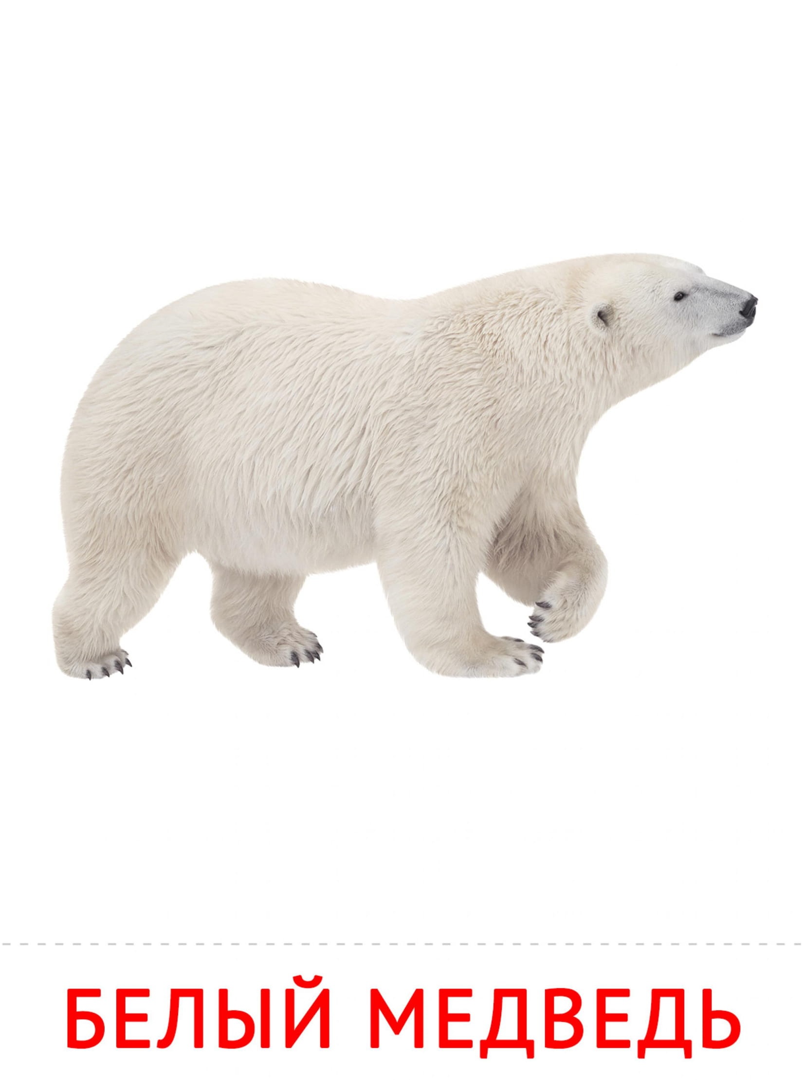 Карточки животные