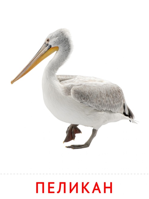 Карточки птицы