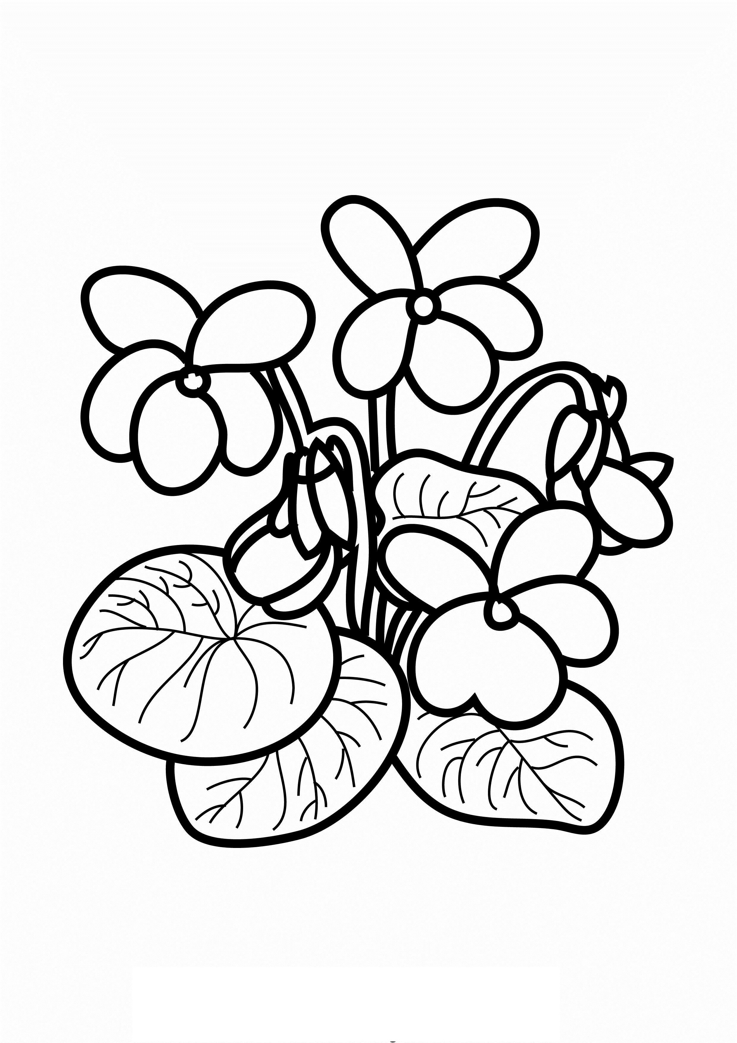 Домашний цветок фиалки