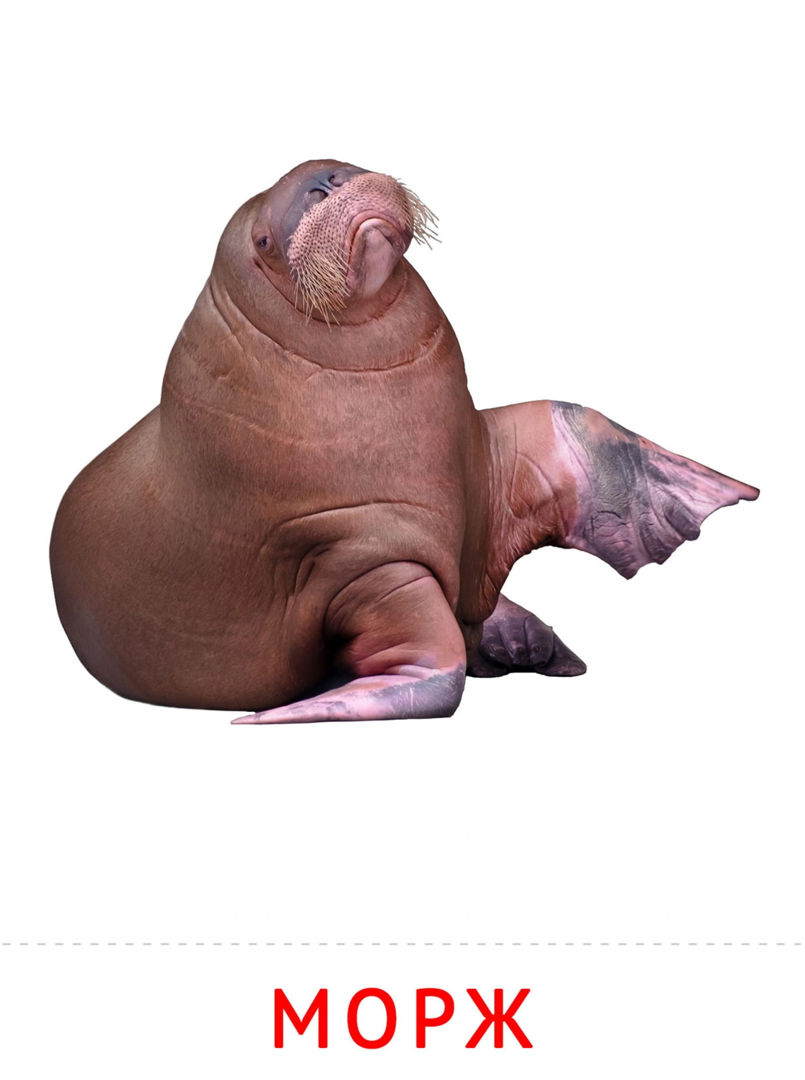 Карточки животные