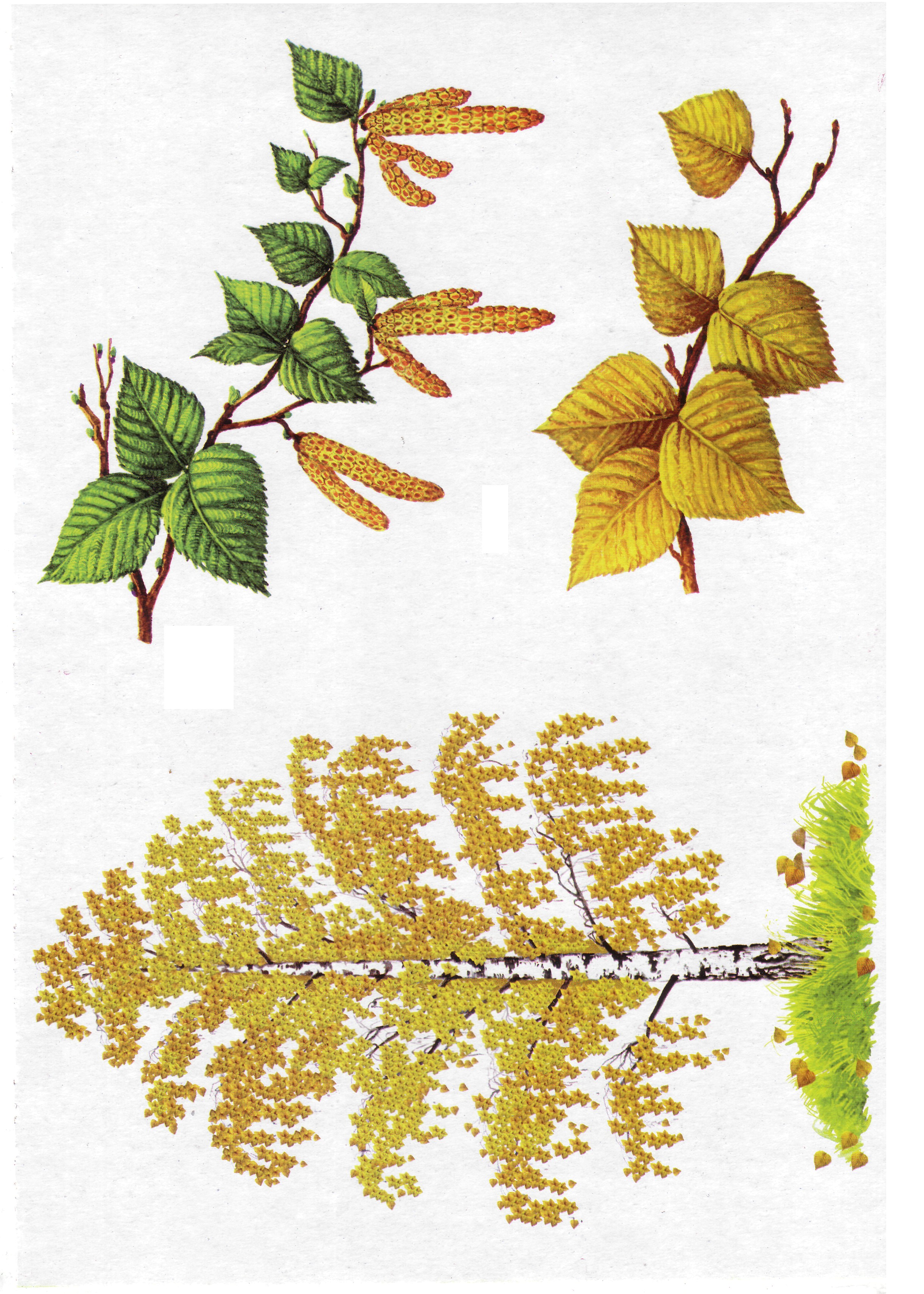 Карточки с деревьями кустарниками листьями и грибами
